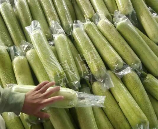 蔬菜種子種植戶客戶點評-這個絲瓜每畝能掙3萬，惠州客戶很滿意！