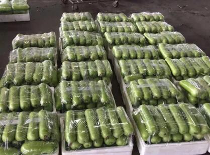蔬菜種子種植戶客戶點評-上市早，價格好！我連續(xù)種了三年，滿意！