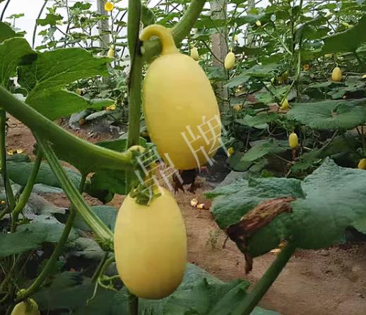 蔬菜種子種植戶客戶點評-上市了，14元/公斤。河南客戶發(fā)來…