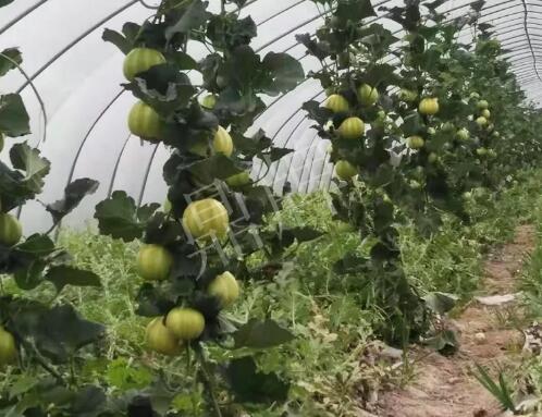 蔬菜種子種植戶客戶點評-我的乖乖，一株坐果15個，6元1斤，好賣得很！