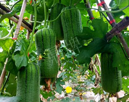 蔬菜種子種植戶客戶點(diǎn)評(píng)-這個(gè)新品種，讓我“頭痛”…