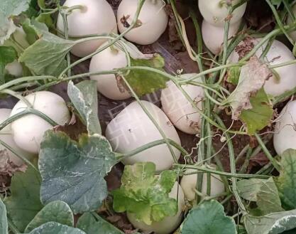 蔬菜種子種植戶客戶點評-“甜，真甜，真是甜！”