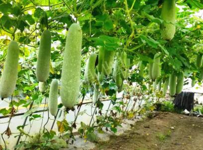 蔬菜種子種植戶客戶點評-我種的冬瓜，肉緊味甜，按個賣！