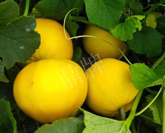 蔬菜種子種植戶客戶點評-純賺50萬，我這個“張大膽”榮光了一把！
