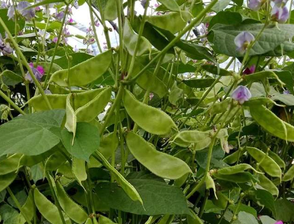 蔬菜種子種植戶客戶點(diǎn)評-一梭梭的，真是結(jié)坨了，“特早春”扁豆市斤批價達(dá)到10元
