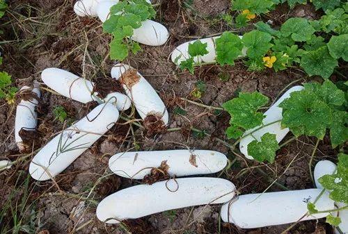 您種植過“堆堆瓜”嗎？看一看，地上全是瓜！一睹芳容