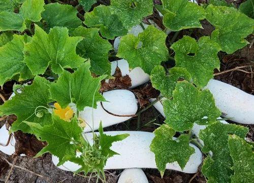您種植過“堆堆瓜”嗎？看一看，地上全是瓜！一睹芳容