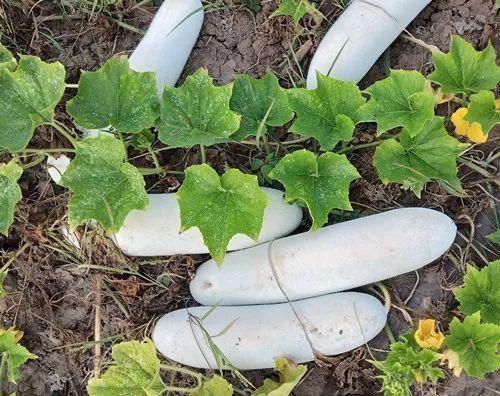 您種植過“堆堆瓜”嗎？看一看，地上全是瓜！一睹芳容