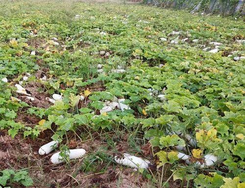 您種植過“堆堆瓜”嗎？看一看，地上全是瓜！一睹芳容