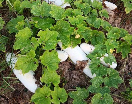 您種植過“堆堆瓜”嗎？看一看，地上全是瓜！一睹芳容