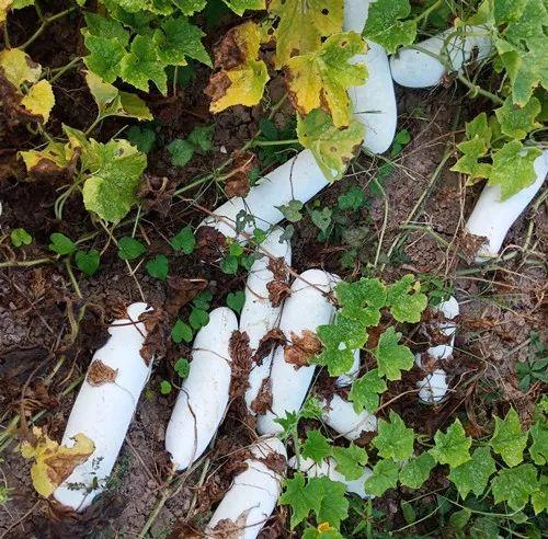 您種植過“堆堆瓜”嗎？看一看，地上全是瓜！一睹芳容