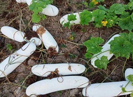蔬菜種子種植戶客戶點評-您種植過“堆堆瓜”嗎？看一看，地上全是瓜！一睹芳容！