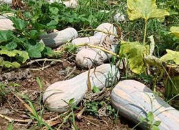 蔬菜種子種植戶客戶點評-一袋種子100粒，輕松賺回3000元...