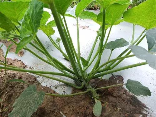 菜農(nóng)種植無需噴農(nóng)藥的蔬菜，不僅栽培簡單、而且效益高