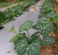 蔬菜種子種植戶客戶點評-無需噴農(nóng)藥的蔬菜，栽培簡單、效益高！