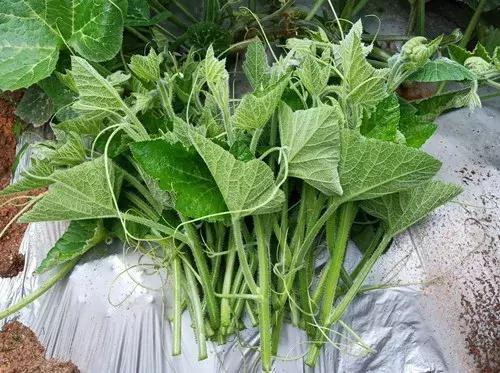 菜農(nóng)種植無需噴農(nóng)藥的蔬菜，不僅栽培簡單、而且效益高