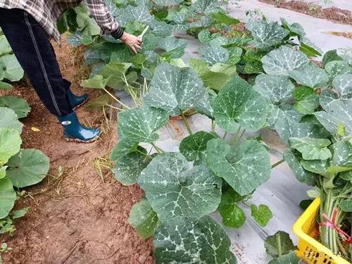 菜農(nóng)種植無需噴農(nóng)藥的蔬菜，不僅栽培簡單、而且效益高