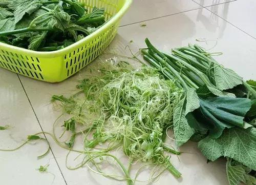 菜農(nóng)種植無需噴農(nóng)藥的蔬菜，不僅栽培簡單、而且效益高
