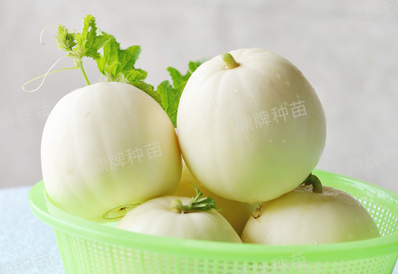 就這4個(gè)薄皮甜瓜，畝產(chǎn)萬(wàn)斤很輕松，瓜果菜農(nóng)搶著種植