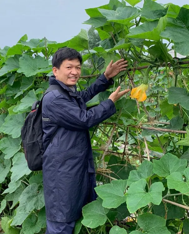 3元1斤的健美蜜本南瓜快成熟了，緬甸種植戶發(fā)來圖片與視頻