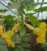 蔬菜種子種植戶客戶點評-看看菜農(nóng)劉剛建種植的“黃金筍瓜”，高產(chǎn)又高價！