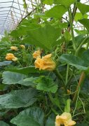 蔬菜種子種植戶客戶點(diǎn)評-在大棚內(nèi)栽培“健美蜜本”南瓜，怎么樣？看菜農(nóng)石昌斌發(fā)來的圖片