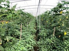 蔬菜種子種植戶客戶點(diǎn)評-這個品種，結(jié)瓜太夸張了！太恐怖了！