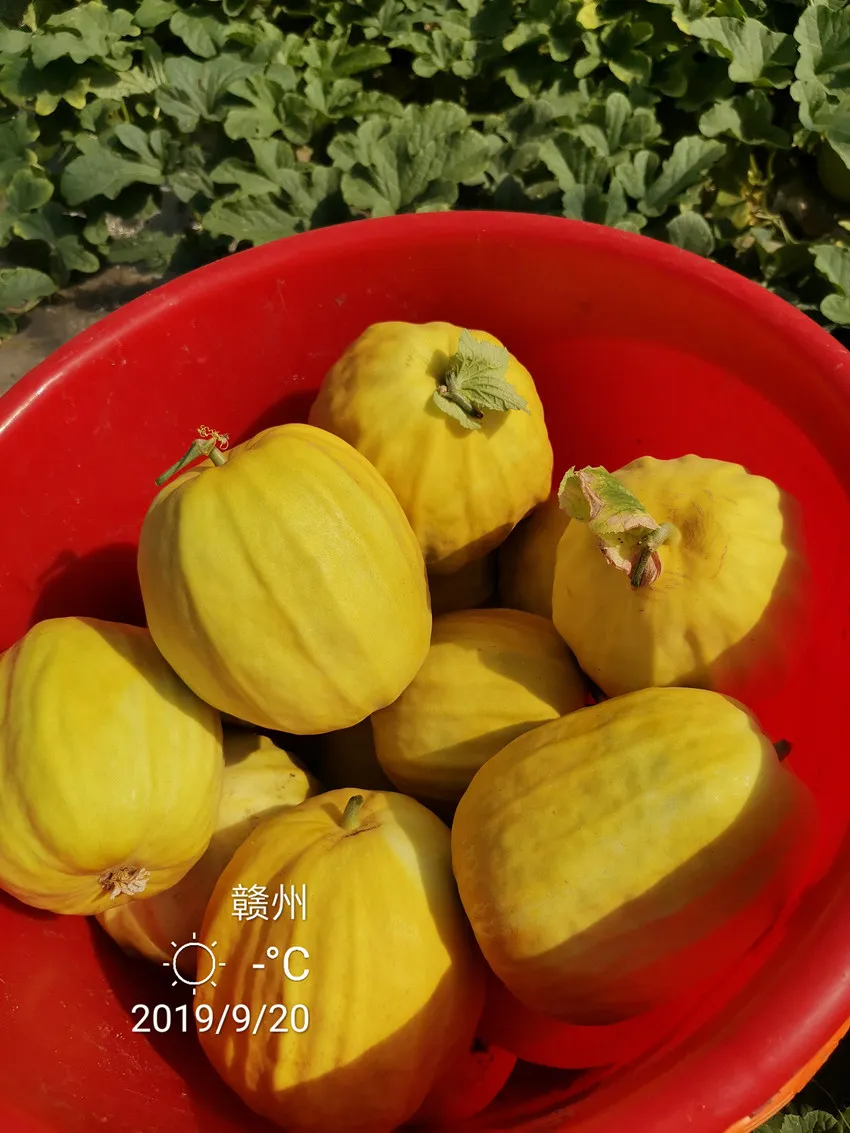 高溫季節(jié)種植甜瓜，什么品種最好？這個品種是秋季上市的專用品種