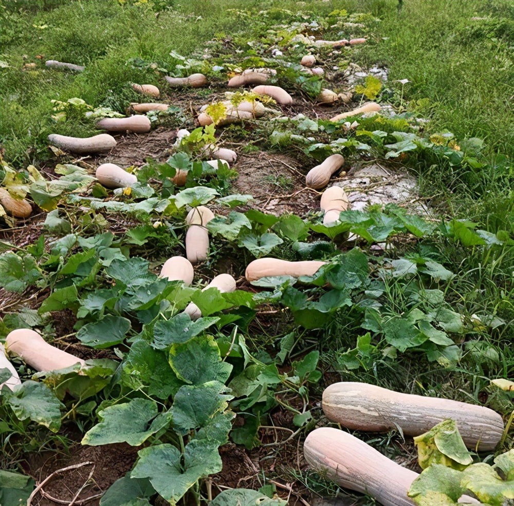 一位轉業(yè)后的特種兵，辦農場種瓜菜，靠1個優(yōu)點，年賺200萬