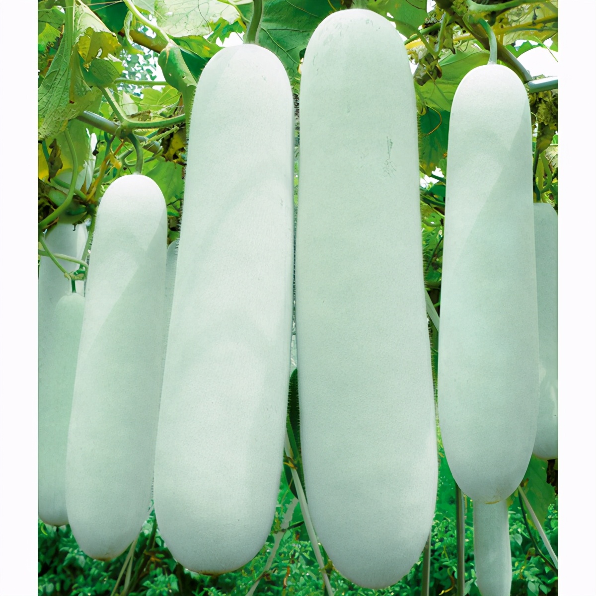 這個(gè)冬瓜品種放1年不壞，口感脆甜，多年科研就為打造這1個(gè)爆品