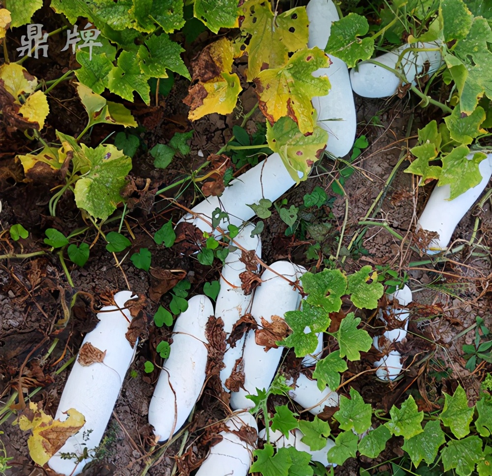 畝產(chǎn)值可達(dá)3萬(wàn)元的冬瓜終上市，21年科研沉淀成就它