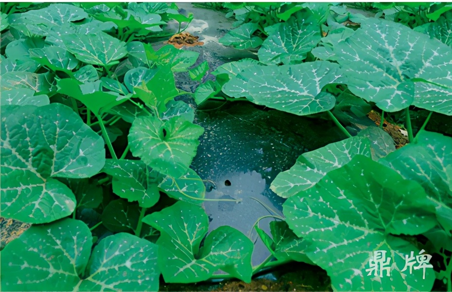 種這種綠葉菜，栽培輕松，畝產(chǎn)值過萬元，菜農(nóng)表示很劃算