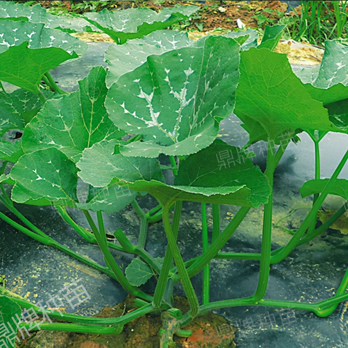 種這種綠葉菜，栽培輕松，畝產(chǎn)值過萬元，菜農(nóng)表示很劃算