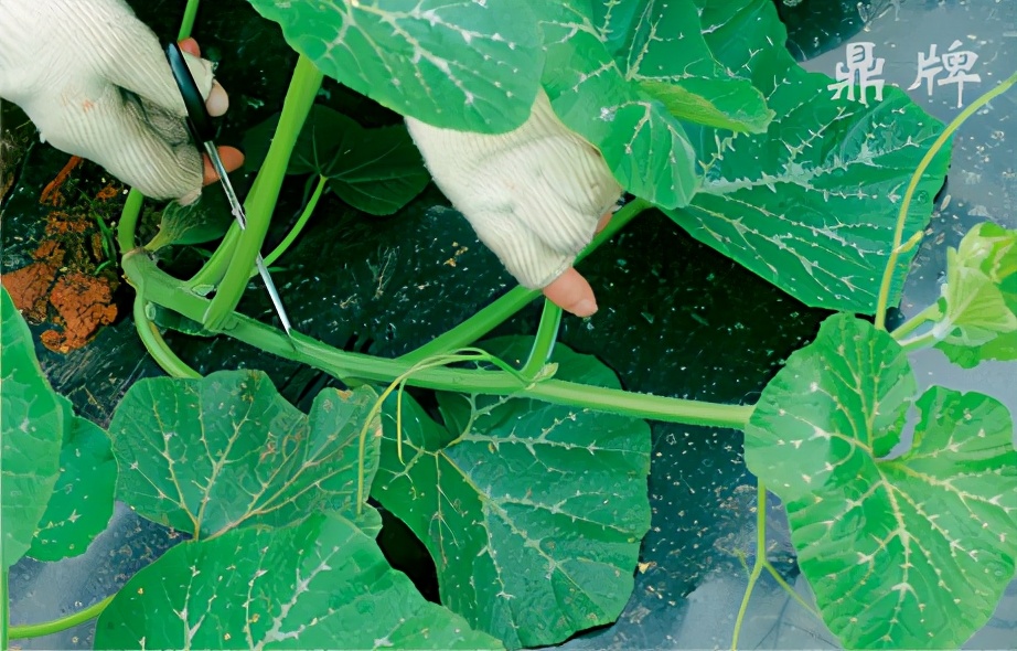 種這種綠葉菜，栽培輕松，畝產(chǎn)值過萬元，菜農(nóng)表示很劃算
