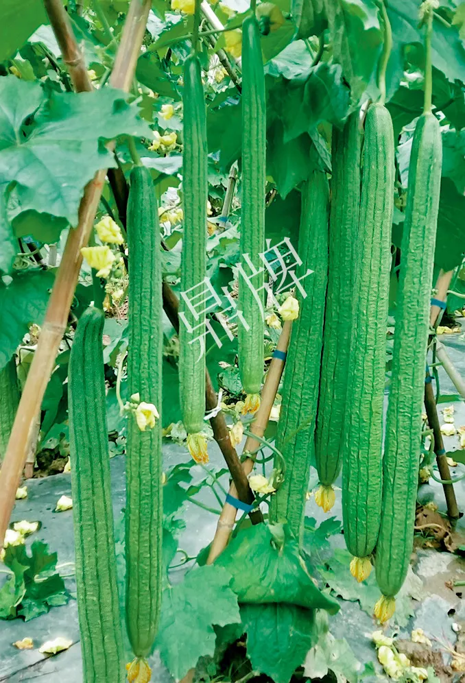 它是絲瓜種植戶的新選擇，節(jié)節(jié)有瓜，瓜長而不彎曲