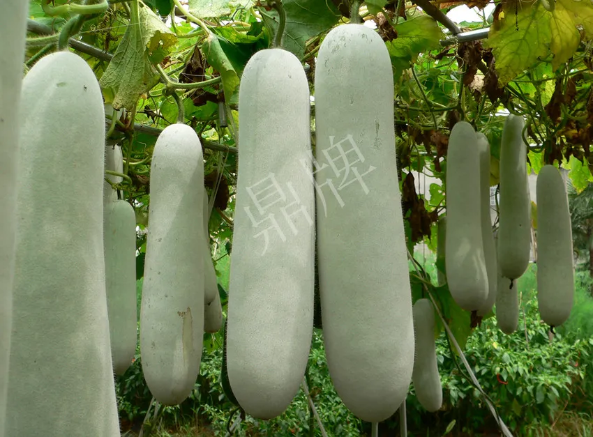 這個(gè)品種太優(yōu)秀了！耐儲(chǔ)耐運(yùn)，適合大面積種植，菜農(nóng)瓜販都喜歡