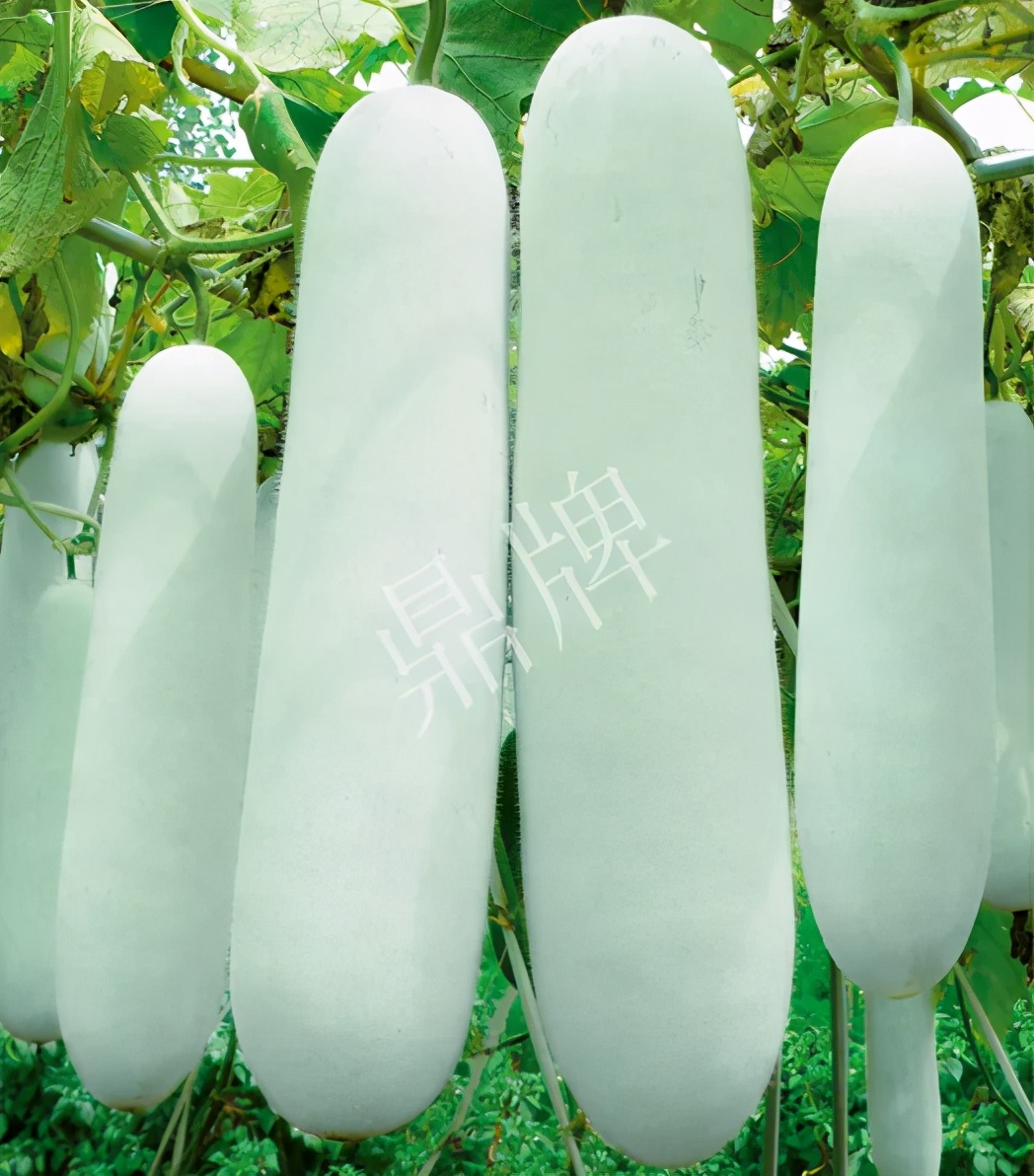 這個(gè)品種太優(yōu)秀了！耐儲(chǔ)耐運(yùn)，適合大面積種植，菜農(nóng)瓜販都喜歡
