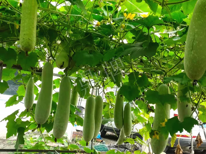 什么品種的冬瓜按個(gè)買？?jī)r(jià)格是同期黑皮冬瓜五倍