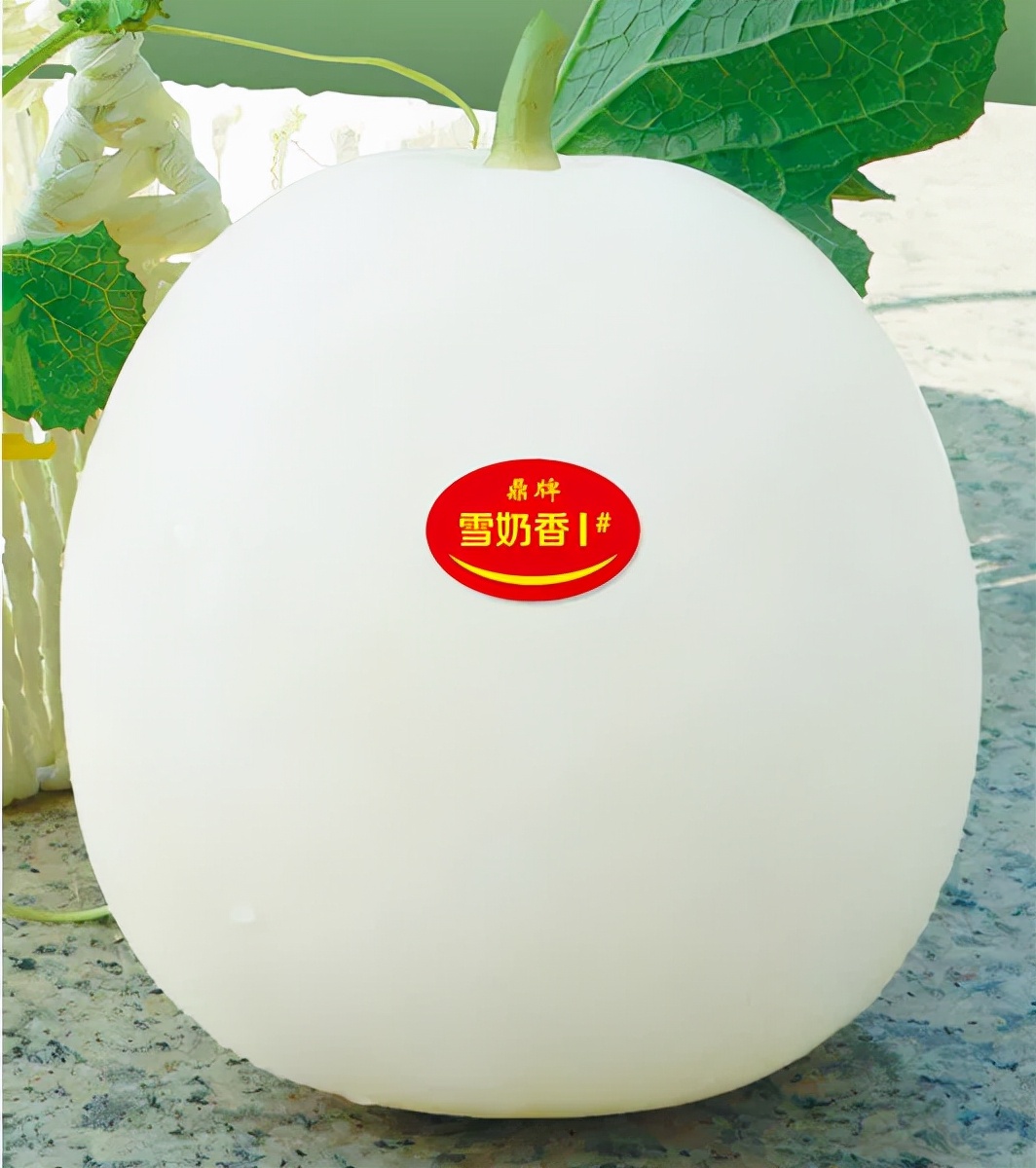 河南焦作的李向林今年種植甜瓜新品種，客戶直接拉貨走人