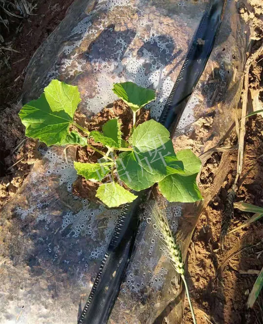 河南焦作的李向林今年種植甜瓜新品種，客戶直接拉貨走人