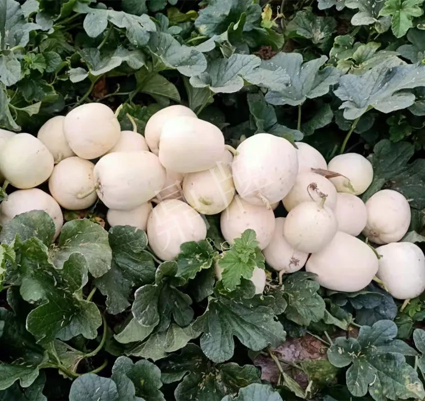 河南焦作的李向林今年種植甜瓜新品種，客戶直接拉貨走人