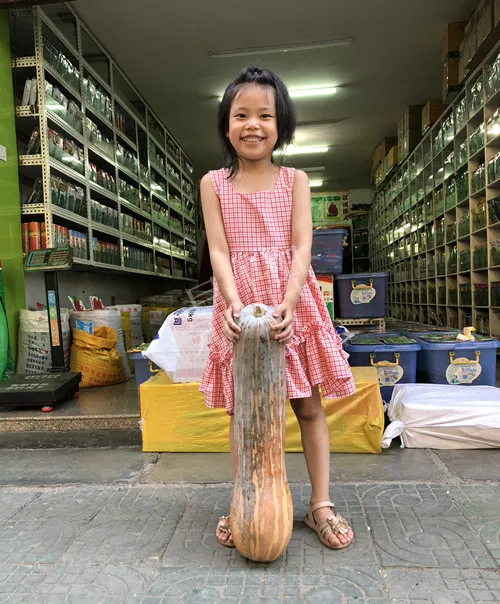 四川農(nóng)戶今年種“健美蜜本”南瓜產(chǎn)量高，品質(zhì)好，感覺巴適得很