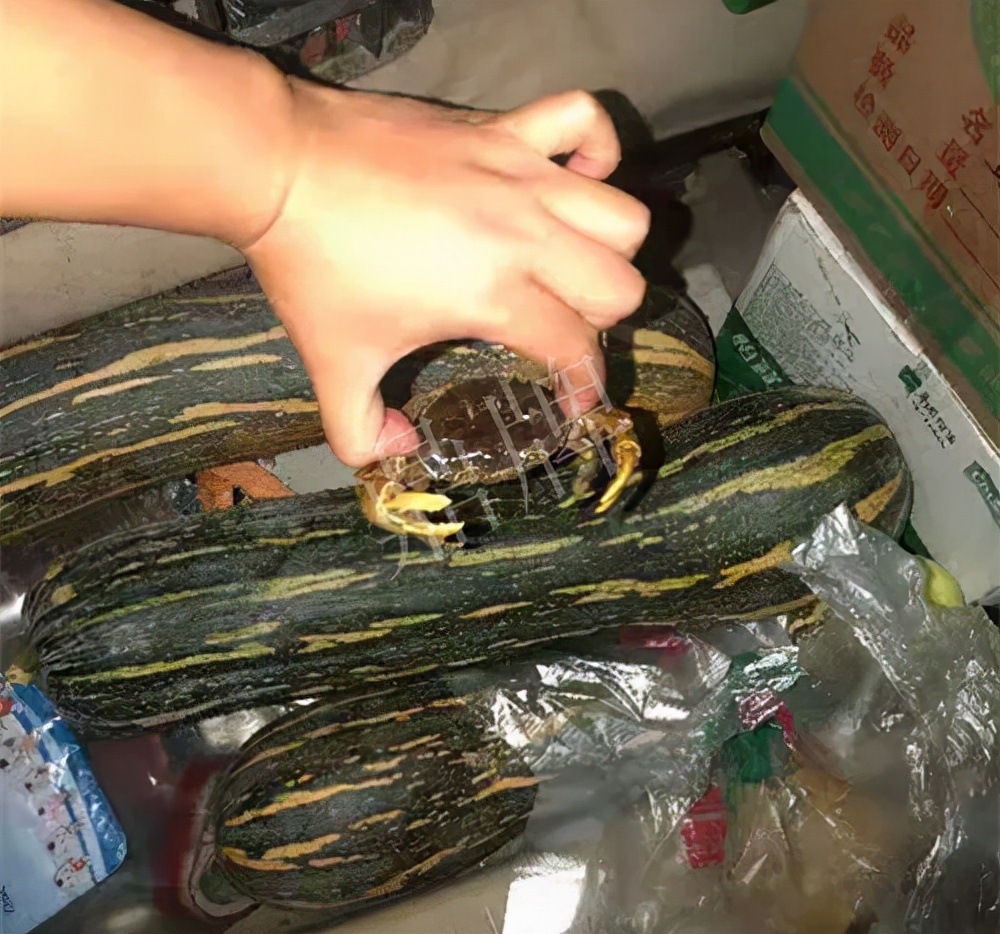 四川農(nóng)戶今年種“健美蜜本”南瓜產(chǎn)量高，品質(zhì)好，感覺巴適得很