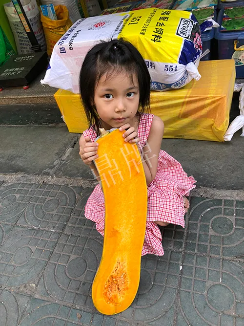 四川農(nóng)戶今年種“健美蜜本”南瓜產(chǎn)量高，品質(zhì)好，感覺巴適得很