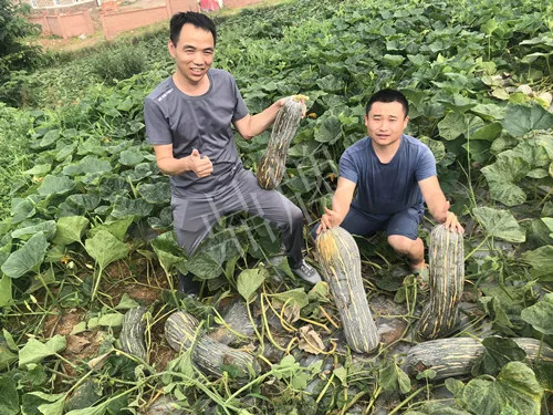 四川農(nóng)戶今年種“健美蜜本”南瓜產(chǎn)量高，品質(zhì)好，感覺巴適得很