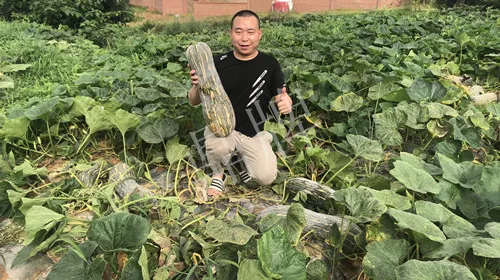 四川農(nóng)戶今年種“健美蜜本”南瓜產(chǎn)量高，品質(zhì)好，感覺巴適得很