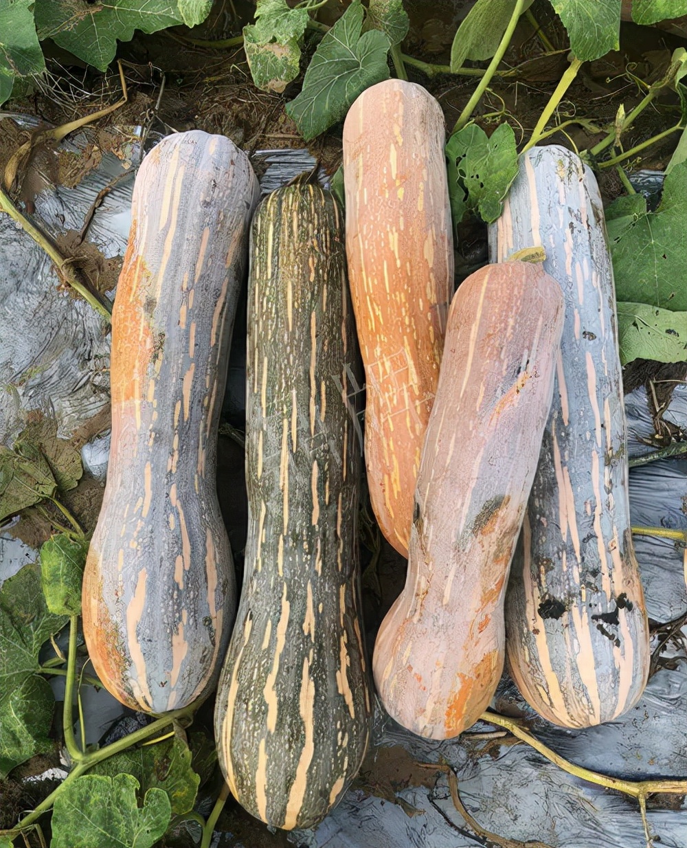 四川農(nóng)戶今年種“健美蜜本”南瓜產(chǎn)量高，品質(zhì)好，感覺巴適得很
