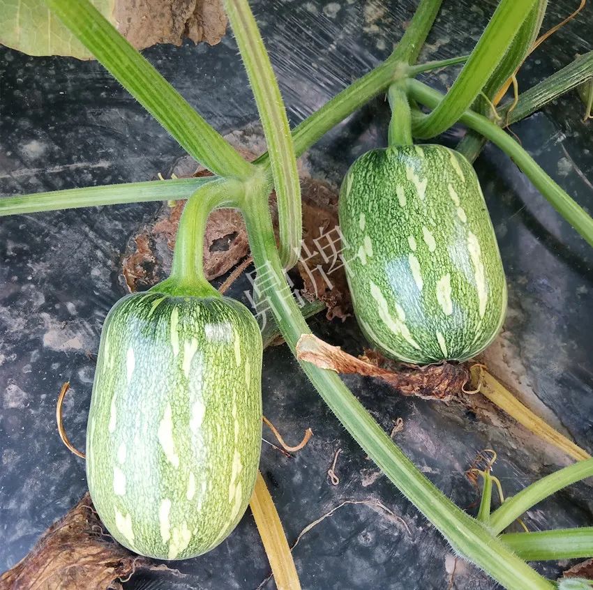 襄陽(yáng)農(nóng)民“押寶”押對(duì)了，這個(gè)品種幫他賺了2倍錢