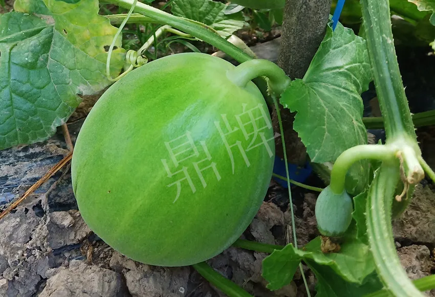 婁底瓜農(nóng)純賺50萬，我這個“張大膽”榮光了一把