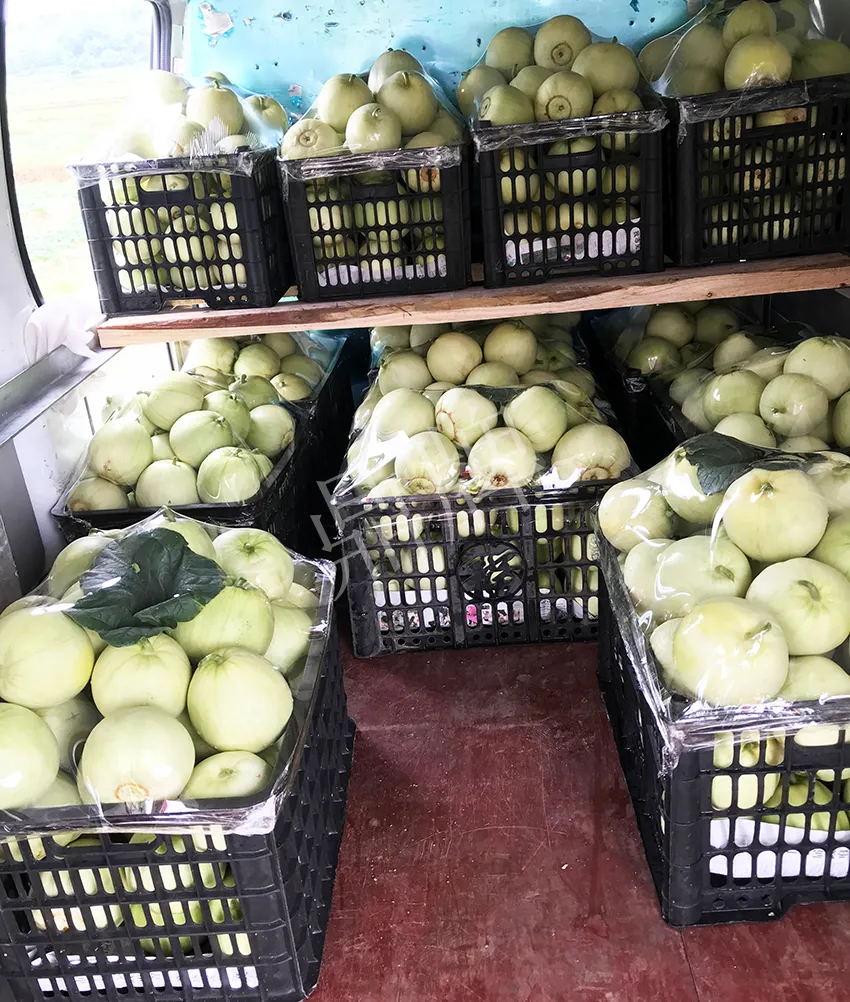 郴州農(nóng)戶種植新品種，果實(shí)又香又甜，很好賣